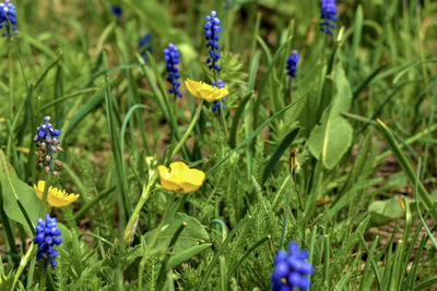 Close-up of yellow flowering plant on land