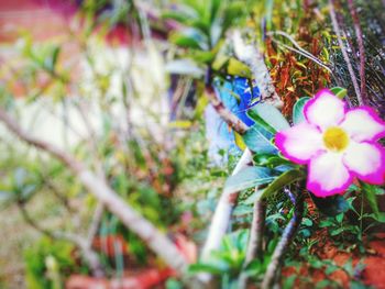 Close-up of flowers blooming outdoors