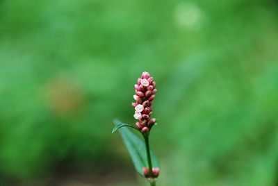 Close-up of red rose bud