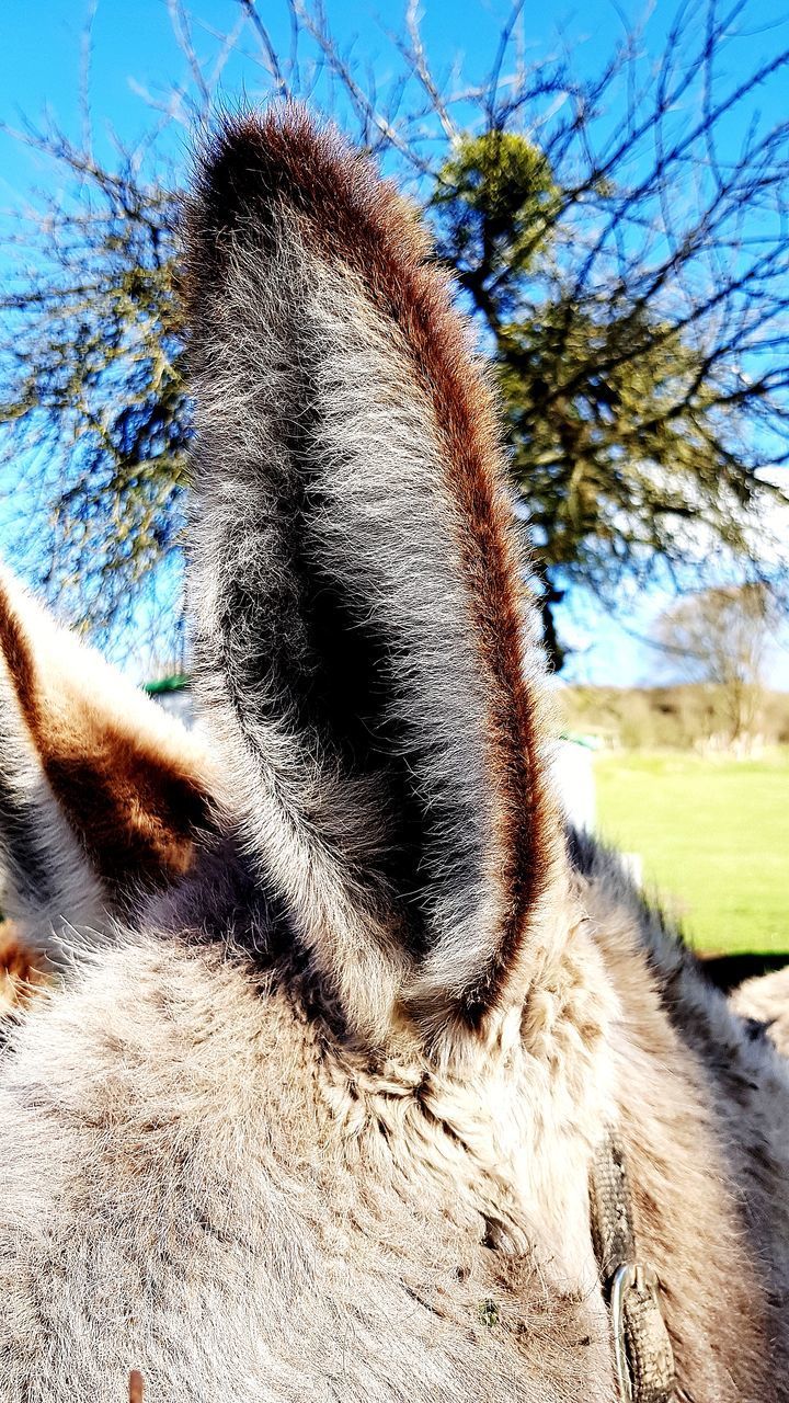 CLOSE-UP OF A HORSE ON THE TREE