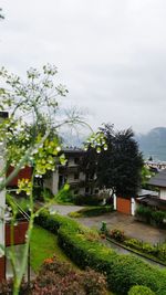 Trees and houses on field against sky