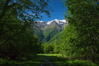 Scenic view of forest against sky. beautiful mountains. chechnya