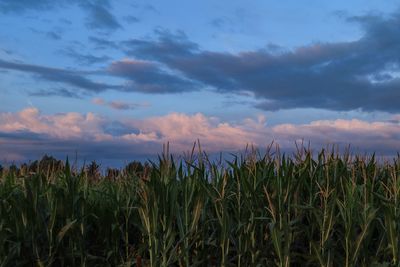 Crops growing on field against sky during sunset