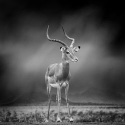 Deer standing on field