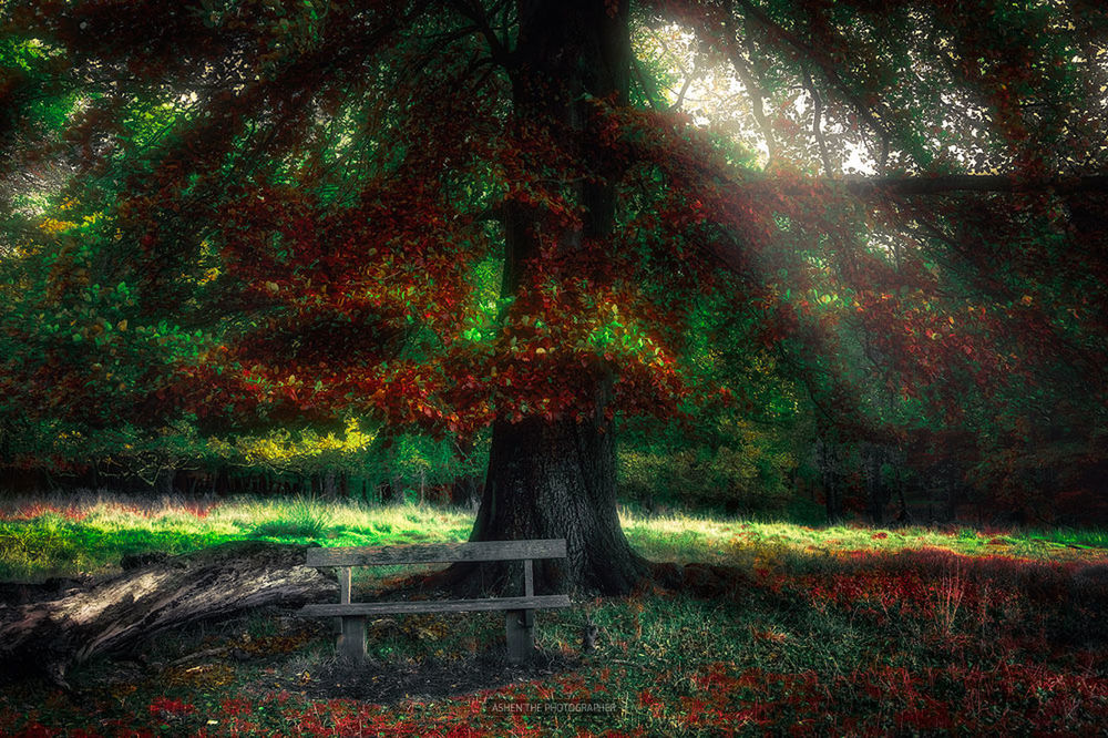 no people, grass, green color, outdoors, tree, nature, growth, night, motion, ivy, illuminated, beauty in nature, sky, galaxy