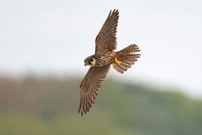 Low angle view of eagle flying in sky