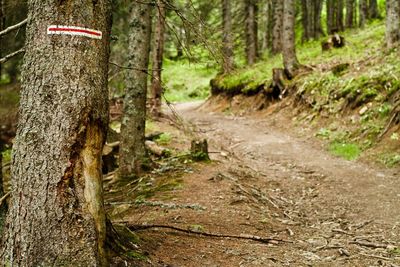 Dirt road amidst trees in forest