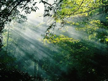 Sunlight streaming through trees in forest