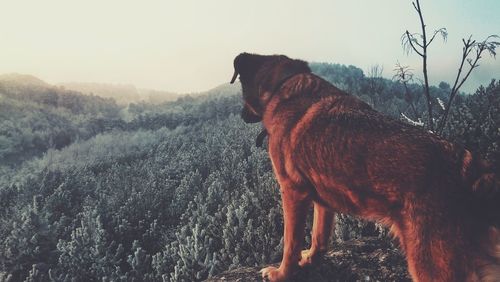 Dog on mountain against sky