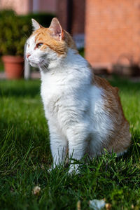 View of a cat looking away