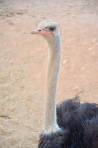 Close-up of bird on rock