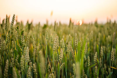 Close-up of wheat growing on field