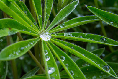 Close-up of wet plant leaves during rainy season