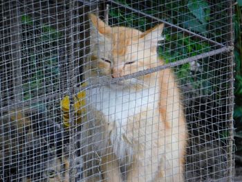 Close-up of cat in cage