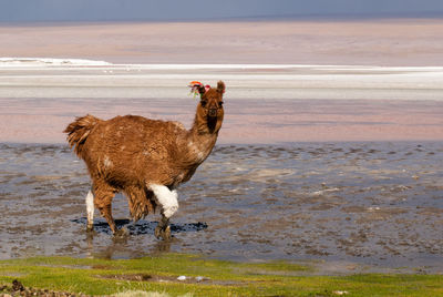 Sheep on beach