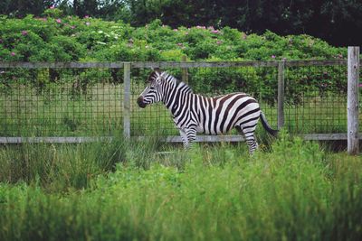 Zebra standing in a field