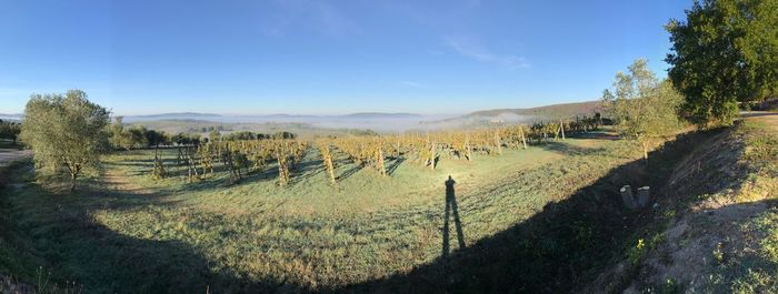 Scenic view of vineyard against sky