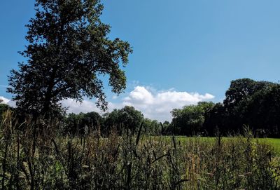Trees on field against sky