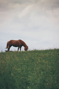 Horse grazing in field