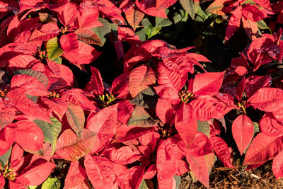 Background of red poinsettia flower plants clustered together at christmas