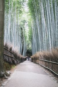 Road amidst trees in forest