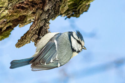 Low angle view of bird on tree trunk