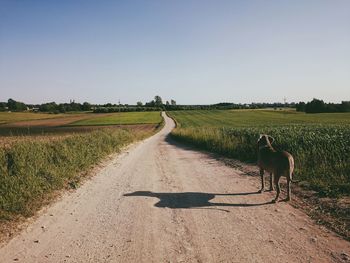 Dirt road passing through field