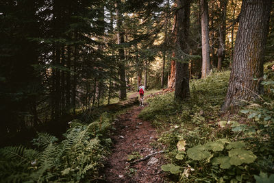 Man walking on footpath amidst trees in forest