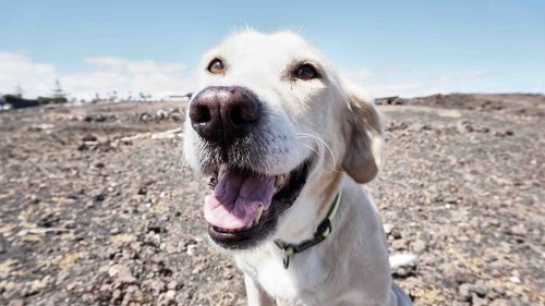 Close-up of dog on beach against sky