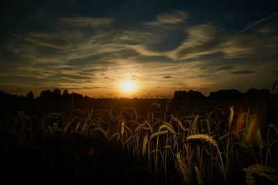 Silhouette of wheat field against sky at sunset