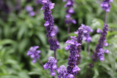 Close-up of purple flowering plants