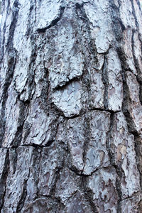 Full frame shot of tree trunk