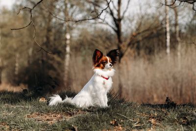 Portrait of a sweet dog on field