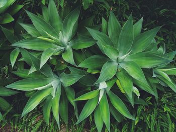 Close-up of plant growing on field