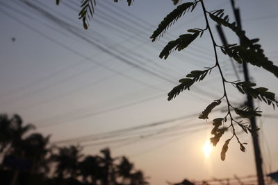 Low angle view of silhouette plants against sky during sunset