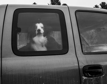 Dog seen through car window