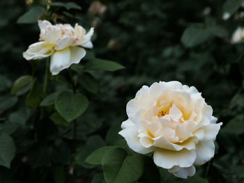 Close-up of white rose