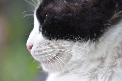 Close-up of a cat looking away