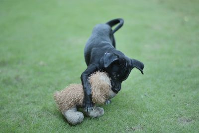 High angle view of puppy playing with toy on field