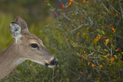 Close-up of female white tail dear head facing colorful shrubs in st andrews state park 