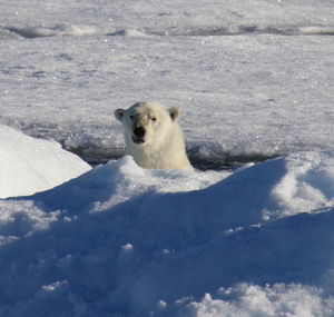 View of sheep on snow field