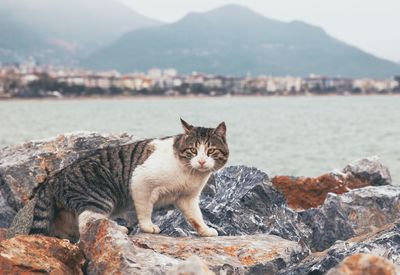 Portrait of cat on rock against mountain