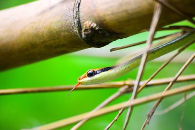 Close-up of snake on plant