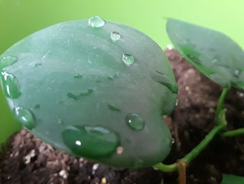 Close-up of water drops on leaf