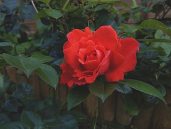 Close-up of red rose blooming outdoors