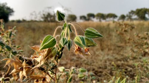 Close-up of flower buds growing on field