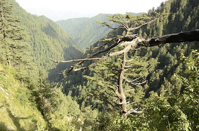 mountain, tranquility, tranquil scene, scenics, beauty in nature, tree, nature, mountain range, landscape, non-urban scene, growth, idyllic, green color, remote, plant, valley, sky, day, water, rocky mountains