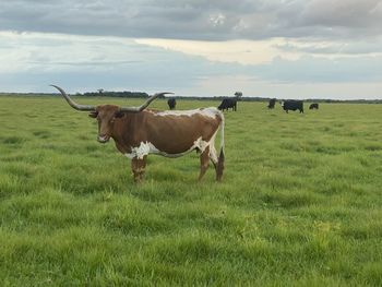 Cows in a field