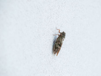 High angle view of insect on wall