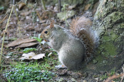 Close-up of squirrel